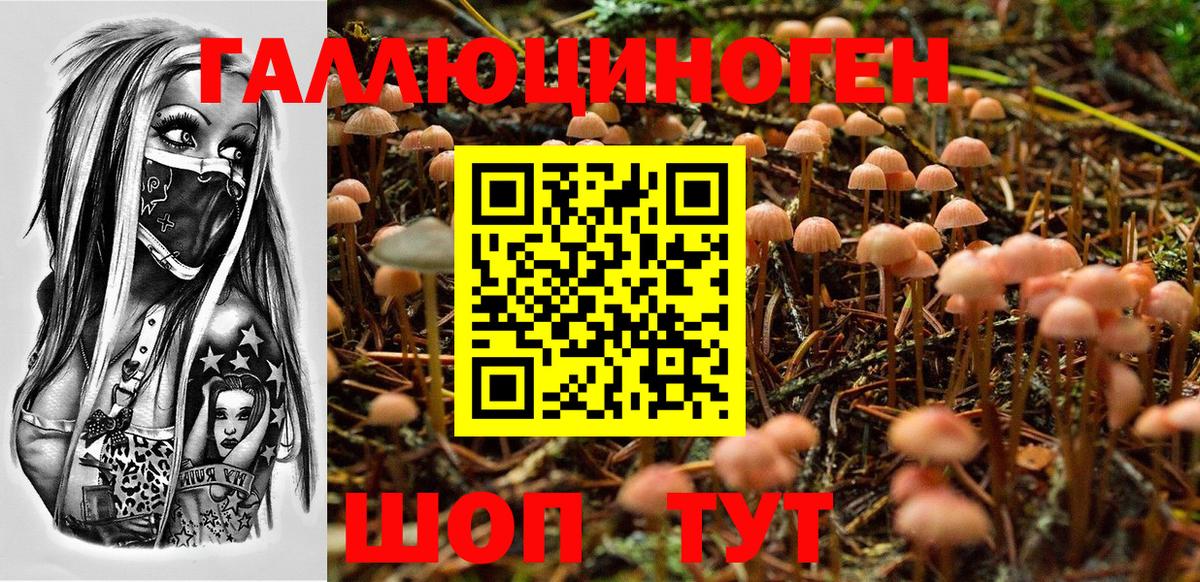 Псилоцибиновые грибы Psilocybine cubensis Бузулук