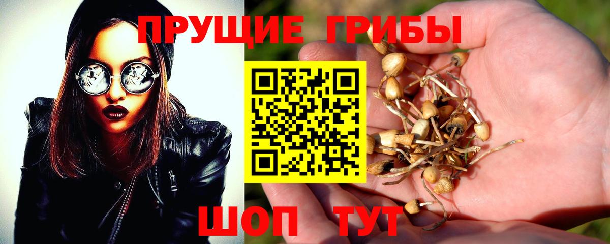 Галлюциногенные грибы GOLDEN TEACHER  Вход с VPN  Бузулук  Галлюциногенные грибы Cubensis 
